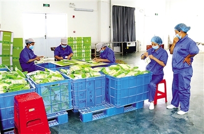 農(nóng)產(chǎn)品豐收促進地方經(jīng)濟蓬勃發(fā)展